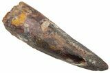 Fossil Spinosaurus Tooth - Real Dinosaur Tooth #226371-1